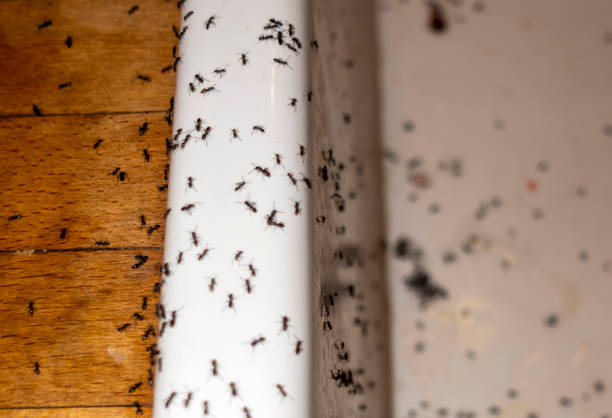Best Affordable Pest Control Services  in Rothschild, WI